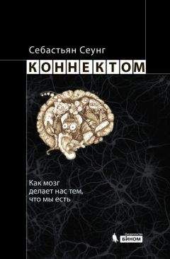 Себастьян Сеунг - Коннектом. Как мозг делает нас тем, что мы есть - Читать 📖 Читать онлайн 👀 Читаемые книги читать онлайн бесплатно 🔥 booksread-online.com