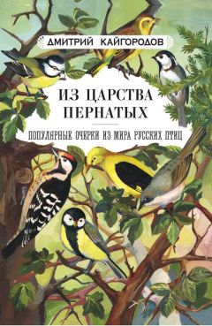 Дмитрий Кайгородов - Из царства пернатых. Популярные очерки из мира русских птиц - Читать 📖 Читать онлайн 👀 Читаемые книги читать онлайн бесплатно 🔥 booksread-online.com