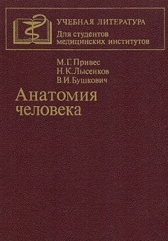 Михаил Привес - Анатомия человека [9-изд] - Читать 📖 Читать онлайн 👀 Читаемые книги читать онлайн бесплатно 🔥 booksread-online.com
