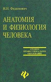 Н. Федюкович - Анатомия и физиология человека: Учебное пособие. - Читать | Читать онлайн | Читаемые книги читать онлайн бесплатно | booksread-online.com