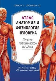 Елена Зигалова - Атлас: анатомия и физиология человека. Полное практическое пособие - Читать 📖 Читать онлайн 👀 Читаемые книги читать онлайн бесплатно 🔥 booksread-online.com