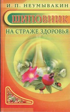 Иван Неумывакин - Шиповник. На страже здоровья - Читать 📖 Читать онлайн 👀 Читаемые книги читать онлайн бесплатно 🔥 booksread-online.com