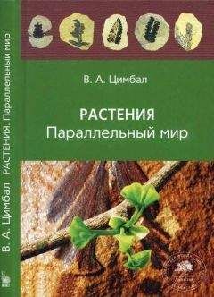 Владимир Цимбал - Растения. Параллельный мир - Читать 📖 Читать онлайн 👀 Читаемые книги читать онлайн бесплатно 🔥 booksread-online.com