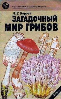 Лидия Бурова - Загадочный мир грибов - Читать 📖 Читать онлайн 👀 Читаемые книги читать онлайн бесплатно 🔥 booksread-online.com
