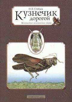 Игорь Стебаев - Кузнечик дорогой. Эволюционно-экологические очерки - Читать 📖 Читать онлайн 👀 Читаемые книги читать онлайн бесплатно 🔥 booksread-online.com