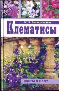 Маргарита Бескаравайная - Клематисы - Читать 📖 Читать онлайн 👀 Читаемые книги читать онлайн бесплатно 🔥 booksread-online.com