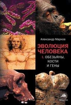 Александр Марков - Эволюция человека. В 2 книгах. Книга 1. Обезьяны, кости и гены - Читать 📖 Читать онлайн 👀 Читаемые книги читать онлайн бесплатно 🔥 booksread-online.com