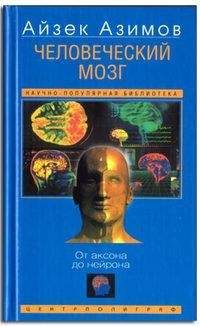Айзек Азимов - Человеческий мозг. От аксона до нейрона. - Читать | Читать онлайн | Читаемые книги читать онлайн бесплатно | booksread-online.com