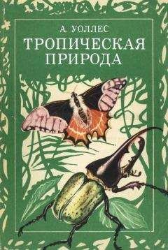 Альфред Уоллес - Тропическая природа - Читать 📖 Читать онлайн 👀 Читаемые книги читать онлайн бесплатно 🔥 booksread-online.com