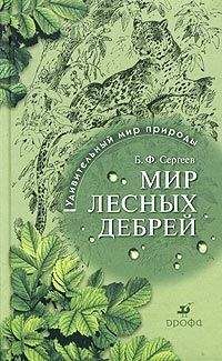 Борис Сергеев - Мир лесных дебрей - Читать 📖 Читать онлайн 👀 Читаемые книги читать онлайн бесплатно 🔥 booksread-online.com