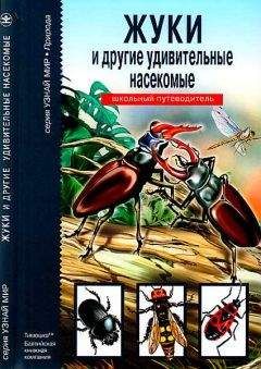 С. Афонькин - Жуки и другие удивительные насекомые - Читать 📖 Читать онлайн 👀 Читаемые книги читать онлайн бесплатно 🔥 booksread-online.com