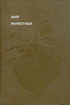 Игорь Акимушкин - Мир животных. Насекомые. Пауки - Читать 📖 Читать онлайн 👀 Читаемые книги читать онлайн бесплатно 🔥 booksread-online.com