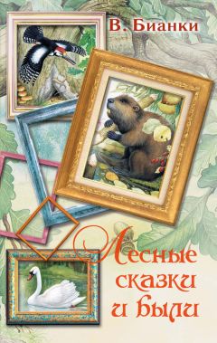 Виталий Бианки - Лесные сказки и были (сборник) - Читать 📖 Читать онлайн 👀 Читаемые книги читать онлайн бесплатно 🔥 booksread-online.com