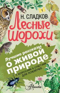 Николай Сладков - Лесные шорохи. С вопросами и ответами для почемучек - Читать 📖 Читать онлайн 👀 Читаемые книги читать онлайн бесплатно 🔥 booksread-online.com