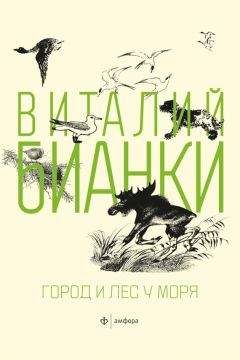 Виталий Бианки - Город и лес у моря (сборник) - Читать 📖 Читать онлайн 👀 Читаемые книги читать онлайн бесплатно 🔥 booksread-online.com