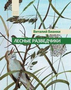 Виталий Бианки - Лесные разведчики (сборник) - Читать 📖 Читать онлайн 👀 Читаемые книги читать онлайн бесплатно 🔥 booksread-online.com