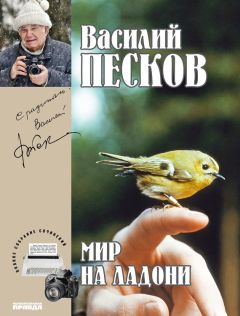 Василий Песков - Полное собрание сочинений. Том 21. Мир на ладони - Читать 📖 Читать онлайн 👀 Читаемые книги читать онлайн бесплатно 🔥 booksread-online.com