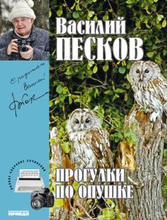 Василий Песков - Полное собрание сочинений. Том 22. Прогулки по опушке - Читать 📖 Читать онлайн 👀 Читаемые книги читать онлайн бесплатно 🔥 booksread-online.com