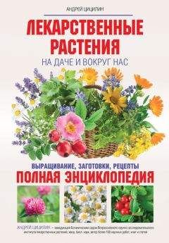 Андрей Цицилин - Лекарственные растения на даче и вокруг нас. Полная энциклопедия - Читать | Читать онлайн | Читаемые книги читать онлайн бесплатно | booksread-online.com