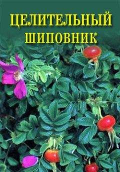 Иван Дубровин - Целительный шиповник - Читать 📖 Читать онлайн 👀 Читаемые книги читать онлайн бесплатно 🔥 booksread-online.com