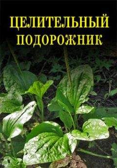 Иван Дубровин - Целительный подорожник - Читать 📖 Читать онлайн 👀 Читаемые книги читать онлайн бесплатно 🔥 booksread-online.com