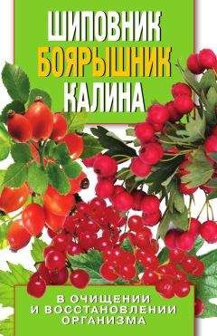 Алла Нестерова - Шиповник, боярышник, калина в очищении и восстановлении организма - Читать 📖 Читать онлайн 👀 Читаемые книги читать онлайн бесплатно 🔥 booksread-online.com
