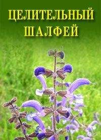 Иван Дубровин - Целительный шалфей - Читать 📖 Читать онлайн 👀 Читаемые книги читать онлайн бесплатно 🔥 booksread-online.com