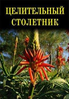 Иван Дубровин - Целительный столетник - Читать 📖 Читать онлайн 👀 Читаемые книги читать онлайн бесплатно 🔥 booksread-online.com