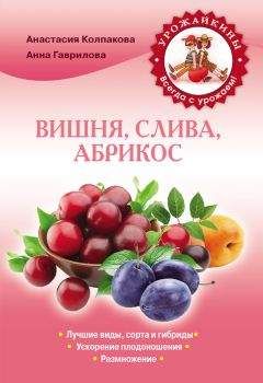 Анастасия Колпакова - Вишня, слива, абрикос - Читать 📖 Читать онлайн 👀 Читаемые книги читать онлайн бесплатно 🔥 booksread-online.com