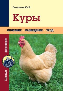 Юлия Потапова - Куры - Читать | Читать онлайн | Читаемые книги читать онлайн бесплатно | booksread-online.com