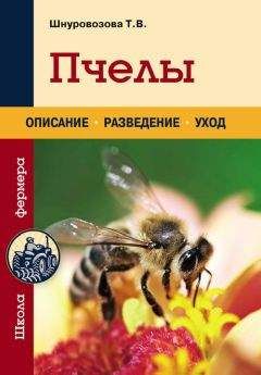 Татьяна Шнуровозова - Пчелы - Читать 📖 Читать онлайн 👀 Читаемые книги читать онлайн бесплатно 🔥 booksread-online.com