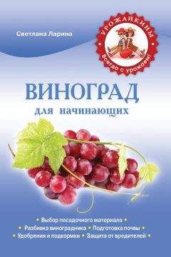 Светлана Ларина - Виноград для начинающих - Читать | Читать онлайн | Читаемые книги читать онлайн бесплатно | booksread-online.com