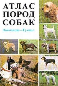 Диана Найманова - Атлас пород собак - Читать 📖 Читать онлайн 👀 Читаемые книги читать онлайн бесплатно 🔥 booksread-online.com