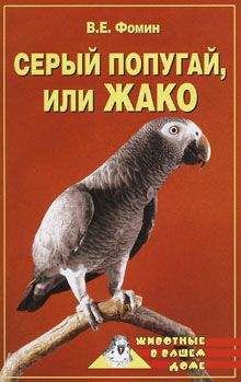 В. Фомин - Серый попугай жако - Читать 📖 Читать онлайн 👀 Читаемые книги читать онлайн бесплатно 🔥 booksread-online.com