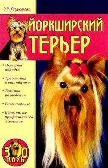 Эльвира Стрекалова - Йоркширский терьер - Читать 📖 Читать онлайн 👀 Читаемые книги читать онлайн бесплатно 🔥 booksread-online.com