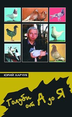 Юрий Харчук - Голуби от А до Я - Читать 📖 Читать онлайн 👀 Читаемые книги читать онлайн бесплатно 🔥 booksread-online.com