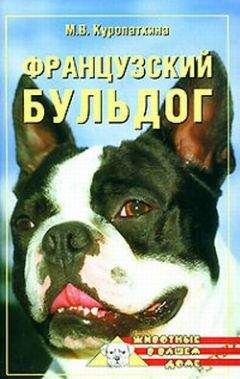 Марина Куропаткина - Французский бульдог - Читать 📖 Читать онлайн 👀 Читаемые книги читать онлайн бесплатно 🔥 booksread-online.com