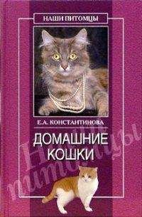 Екатерина Константинова - Домашние кошки - Читать 📖 Читать онлайн 👀 Читаемые книги читать онлайн бесплатно 🔥 booksread-online.com