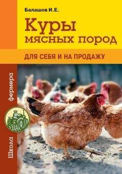 Иван Балашов - Куры мясных пород - Читать 📖 Читать онлайн 👀 Читаемые книги читать онлайн бесплатно 🔥 booksread-online.com