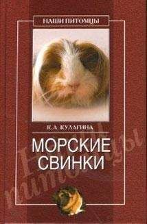 Кристина Кулагина - Морские свинки - Читать 📖 Читать онлайн 👀 Читаемые книги читать онлайн бесплатно 🔥 booksread-online.com