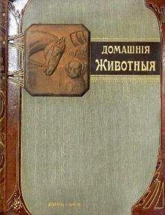 Р. Клетт - Наши домашнiя животныя. Собаки - Читать 📖 Читать онлайн 👀 Читаемые книги читать онлайн бесплатно 🔥 booksread-online.com