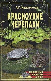 Анастасия Красичкова - Красноухие черепахи - Читать 📖 Читать онлайн 👀 Читаемые книги читать онлайн бесплатно 🔥 booksread-online.com
