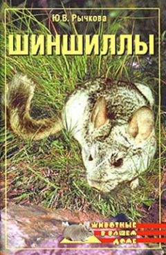 Юлия Рычкова - Шиншиллы - Читать 📖 Читать онлайн 👀 Читаемые книги читать онлайн бесплатно 🔥 booksread-online.com