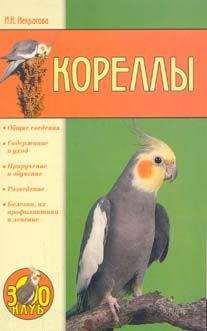 Ирина Некрасова - Кореллы - Читать 📖 Читать онлайн 👀 Читаемые книги читать онлайн бесплатно 🔥 booksread-online.com