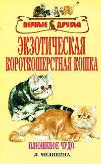 Л. Чиликина - Экзотическая короткошерстная кошка - Читать 📖 Читать онлайн 👀 Читаемые книги читать онлайн бесплатно 🔥 booksread-online.com