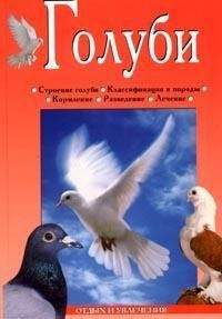 Линиза Жалпанова - Голуби - Читать 📖 Читать онлайн 👀 Читаемые книги читать онлайн бесплатно 🔥 booksread-online.com