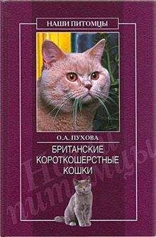 Олеся Пухова - Британские короткошерстные кошки - Читать 📖 Читать онлайн 👀 Читаемые книги читать онлайн бесплатно 🔥 booksread-online.com
