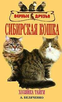 Андрей Беляченко - Сибирская кошка - Читать 📖 Читать онлайн 👀 Читаемые книги читать онлайн бесплатно 🔥 booksread-online.com