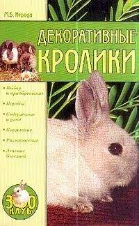 Маргарита Нерода - Декоративные кролики - Читать 📖 Читать онлайн 👀 Читаемые книги читать онлайн бесплатно 🔥 booksread-online.com