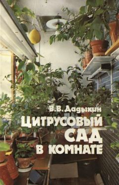 Венедикт Дадыкин - Цитрусовый сад в комнате - Читать 📖 Читать онлайн 👀 Читаемые книги читать онлайн бесплатно 🔥 booksread-online.com
